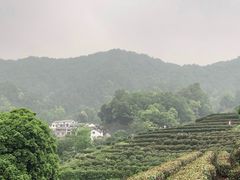 -龙井村