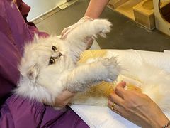 -宠爱国际动物医院·消化内科·心肾内科·ISFM猫友好(望京店)