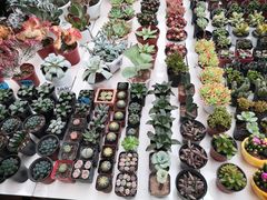 -保定市花鸟鱼虫市场