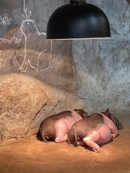 -Zoolung Zoolung动物主题公园(海信广场店)