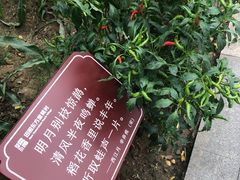 -田园东方蜜桃村的田野营地