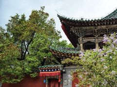 -塔尔寺菩提树