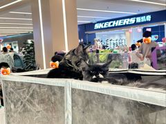 -凯德MALL(望京店)