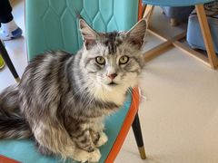 -猫在这儿猫咪咖啡馆·撸猫馆