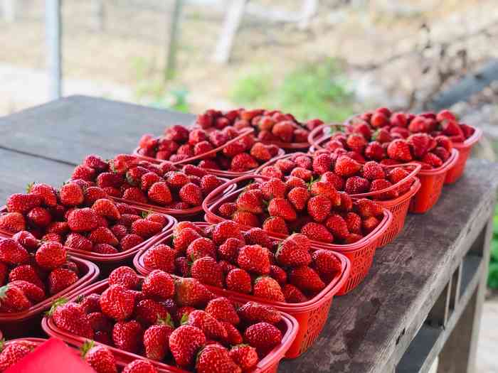 老伍草莓园-"天气好临时起意出游,大圩园区整体环境很不.