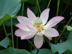 景点-荔湾湖公园