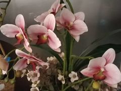 -施奈儿.洗头頭療.按摩SPA.采耳(上梅林店)
