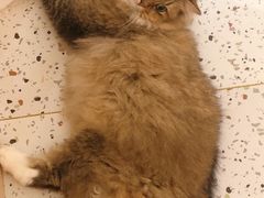 -猫域·湾主题猫咖·宠物吧(南坪城市广场店)