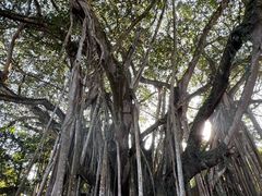 -瑞丽独树成林风景区