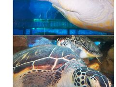 -广东惠东海龟国家级自然保护区