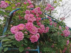 -铁山坪森林公园