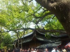 android_upload_pic-普陀山风景名胜区-法雨禅寺