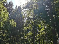 -黄海国家森林公园