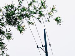 -莘庄梅园
