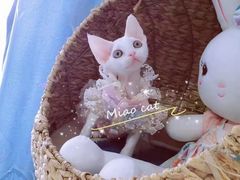 -欣宠猫屋·矮脚拿破仑·蓝金金渐层