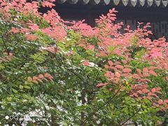 -秋霞圃
