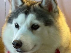-Husky Go! 哈士奇体验馆·宠物咖啡厅狗咖