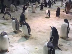 -大连圣亚海洋世界