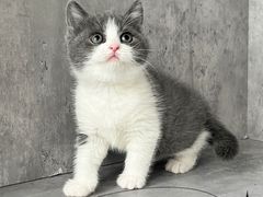 -小猫来了·猫舍(红山六九七九店)