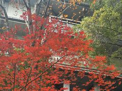 -金鸡湖桃花岛