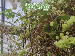 -呀路古热带植物园