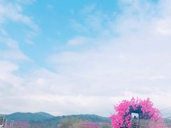 -天适樱花悠乐园