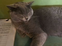 -猫猫幼稚园·撸猫·桌游·电玩