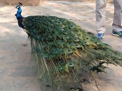 -瑞丽独树成林风景区