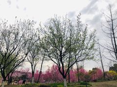 -秀丽东方