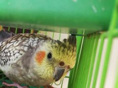 笼中鸟-震泽古镇