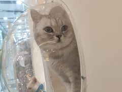 -猫域·湾主题猫咖·宠物吧(南坪城市广场店)