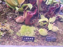 -中国科学院西双版纳热带植物园