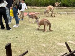 -泉州海丝野生动物世界