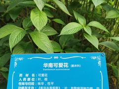 -陈李济中药博物馆