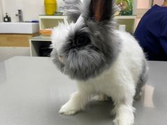 -爱侣宠医·鹦鹉专科·小型哺乳类·异宠专科(灵石路店)