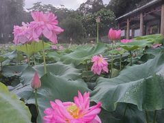 -广州莲花山旅游区