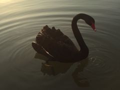 -明珠湖天鹅苑·农家菜馆