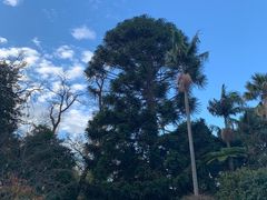 -墨尔本皇家植物园