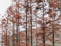 -重庆彩云湖湿地公园