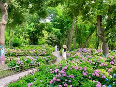 -上海共青森林公园