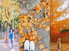 -三里屯东五街银杏大道