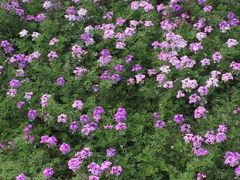 -武清南湖绿博园