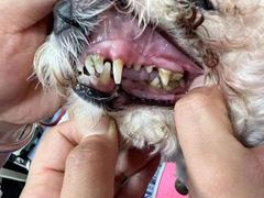 -宠福鑫康馨动物医院·骨科·眼科