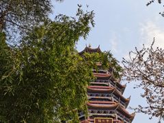 -铁山坪森林公园