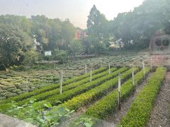 -野蔓果·山野菜(西湖景区·龙井茶田店)