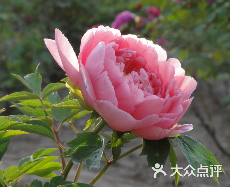 牡丹2                 淑梅的大眼睛           淑梅的大眼睛