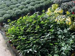 -三圣花乡旅游区