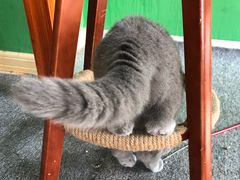 -喵店&猫咖