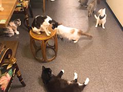 -猫色咖啡·猫咖