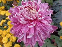 -螃蟹岬(地铁站)